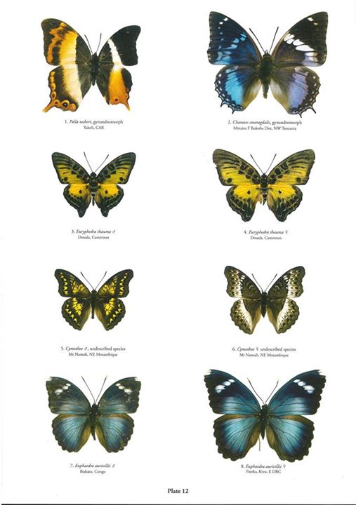 Butterflies of the world book abri collections ii - 4 (Internet Image property of respective owner, non-commercial use only)